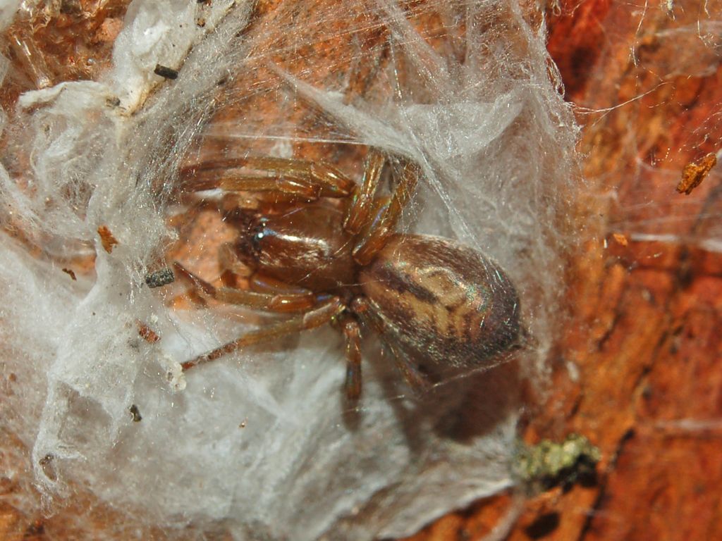 Un ragno con un gran testone: Clubiona sp.